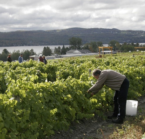 The Eastern Townships: Quebec’s Wine Paradise